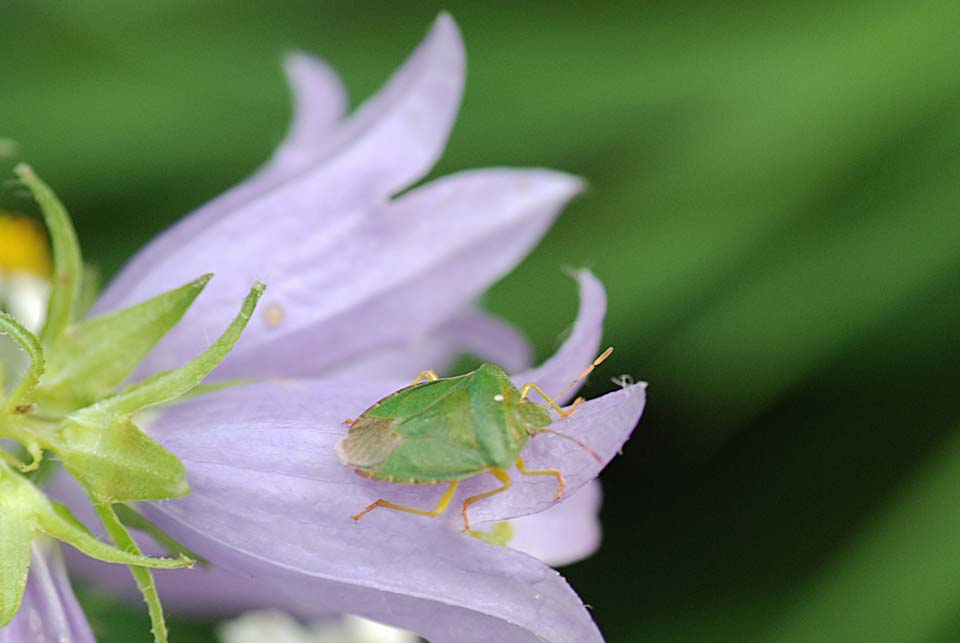 Pentatomidae: Palomena prasina del Vicentino